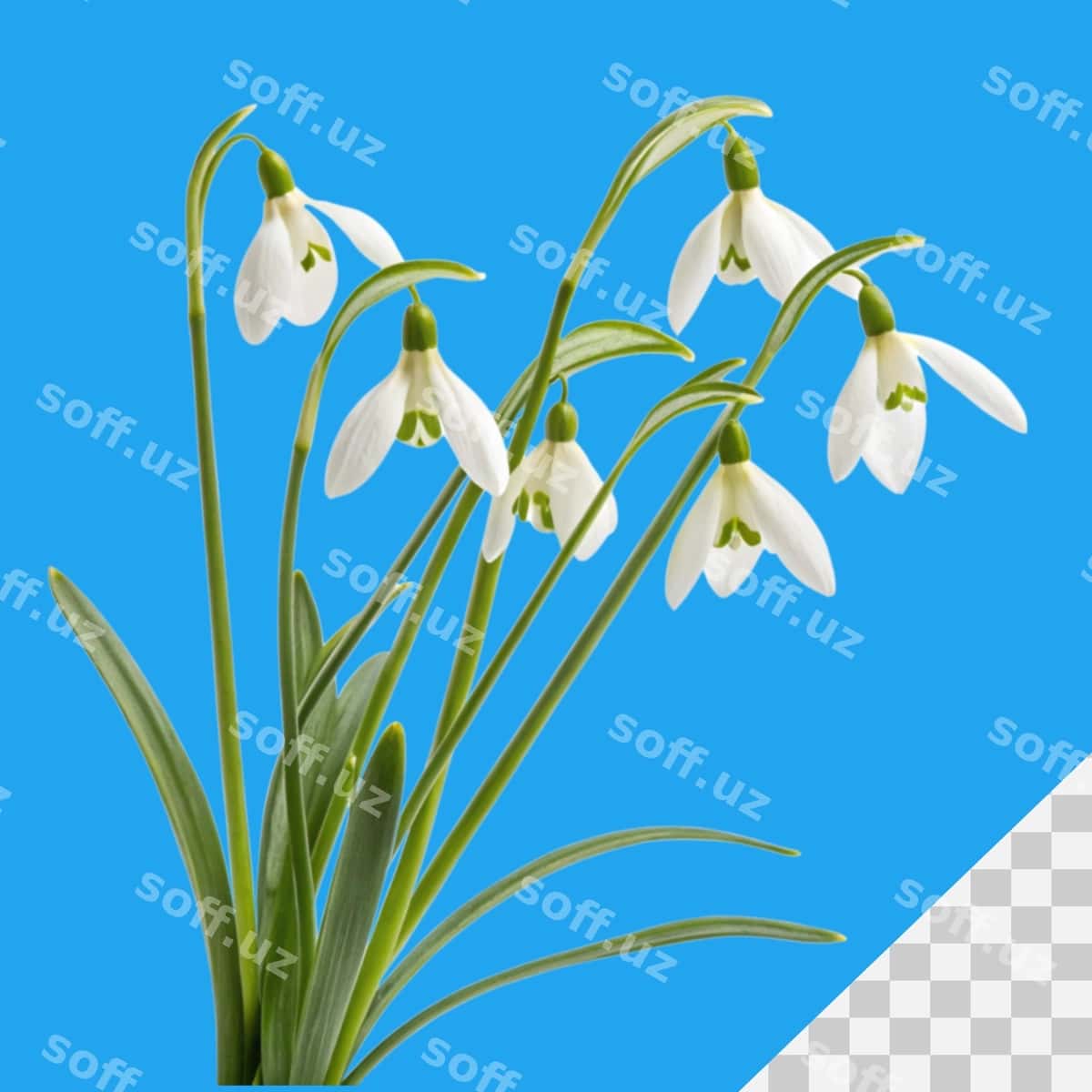 Qor tomchilari oq fon | Snowdrops white background 1