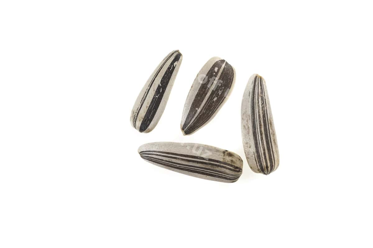Qizil gul urug'i oq orqa fonda | Sunflower seeds white background 1