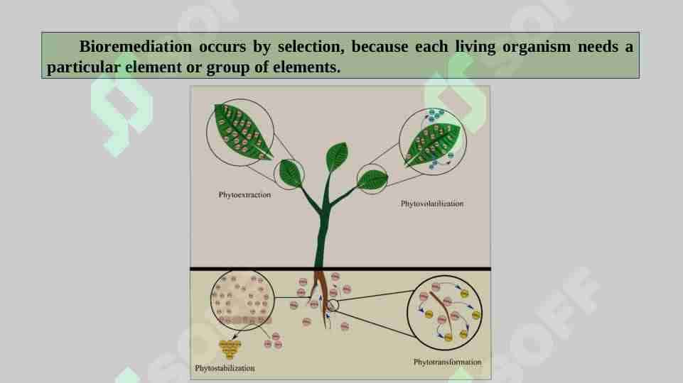 Bioremediation occurs by selection, because each living organism needs a particular element or group of elements.