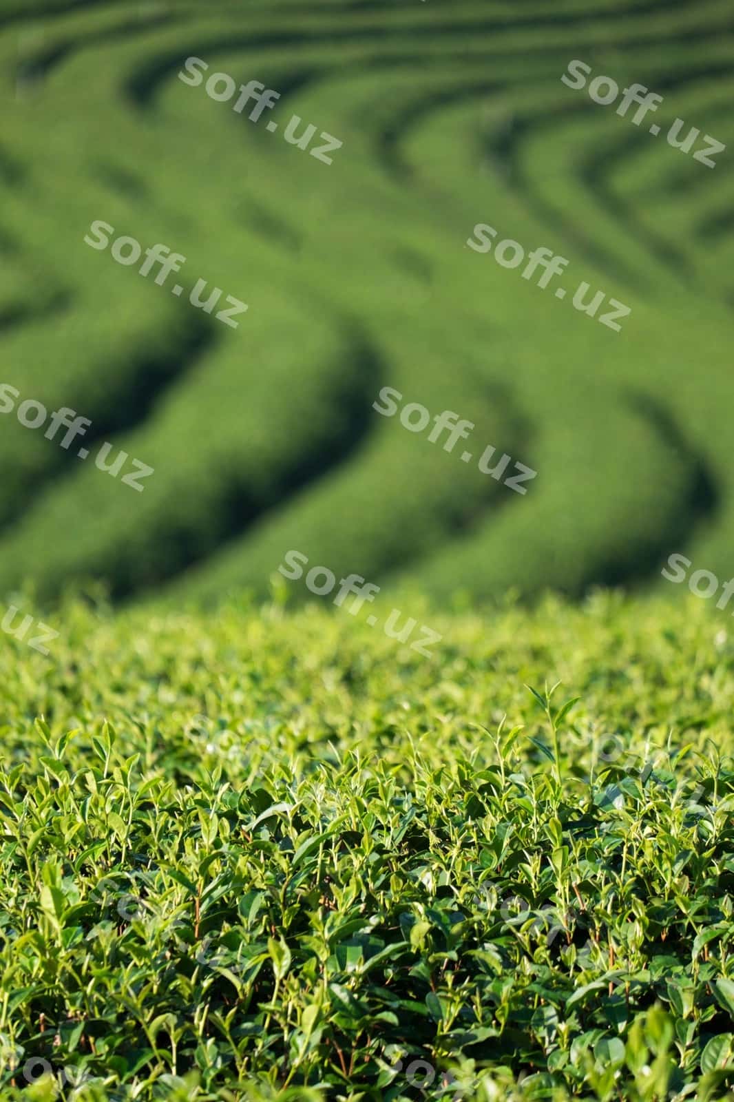 Choy ekish maydoni | Tea plantation 1