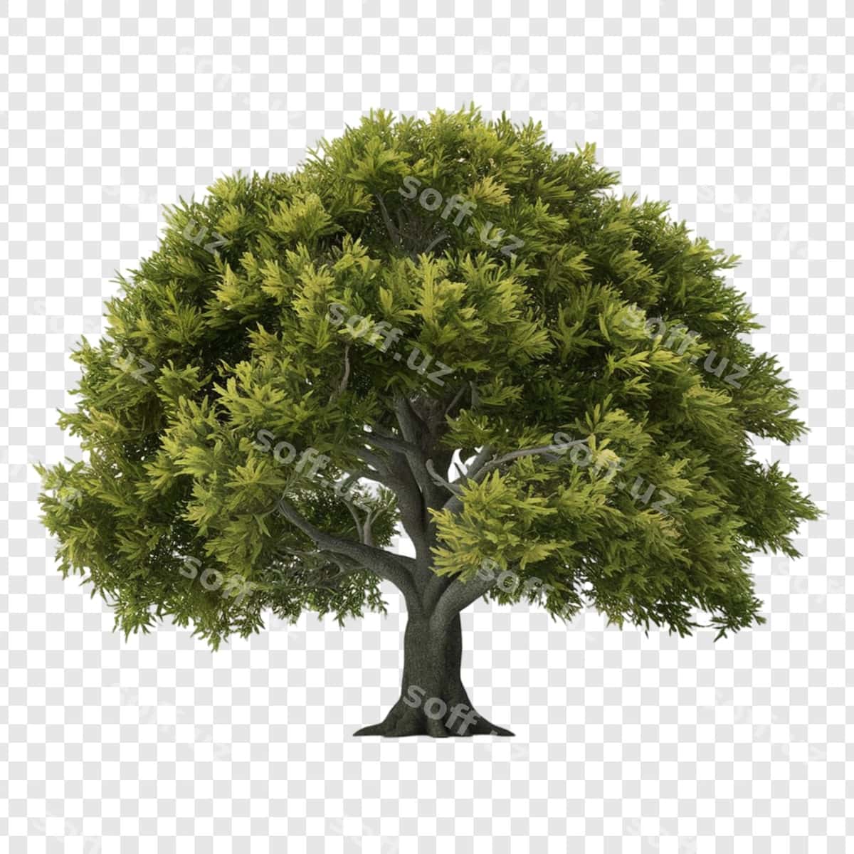 Daraxt png ajraltirilgan shaffof orqa fonda | Tree png isolated transparent background 1