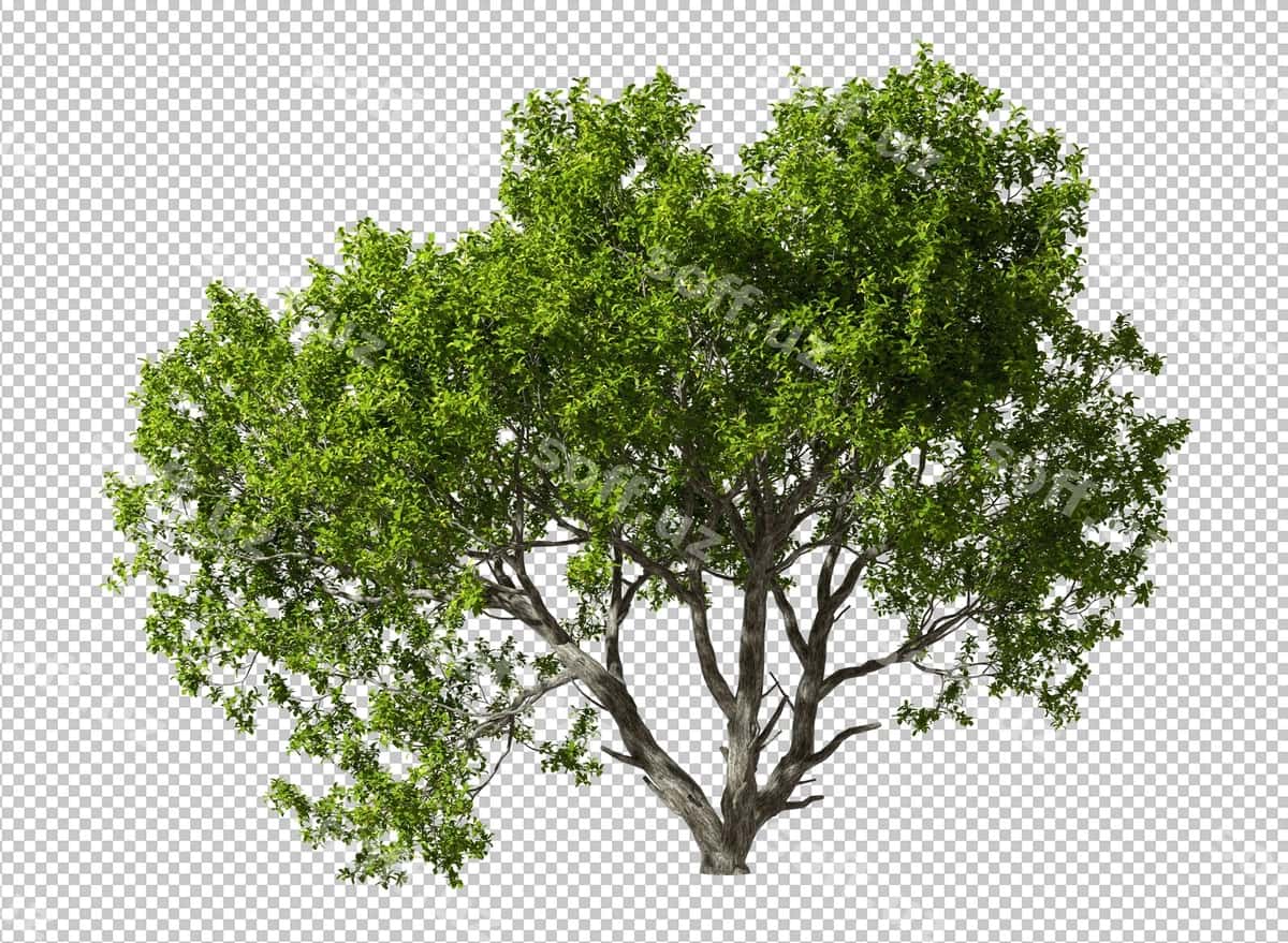 Daraxt shaffof orqa fonli PSD dizayn | Tree transparent background psd design 1