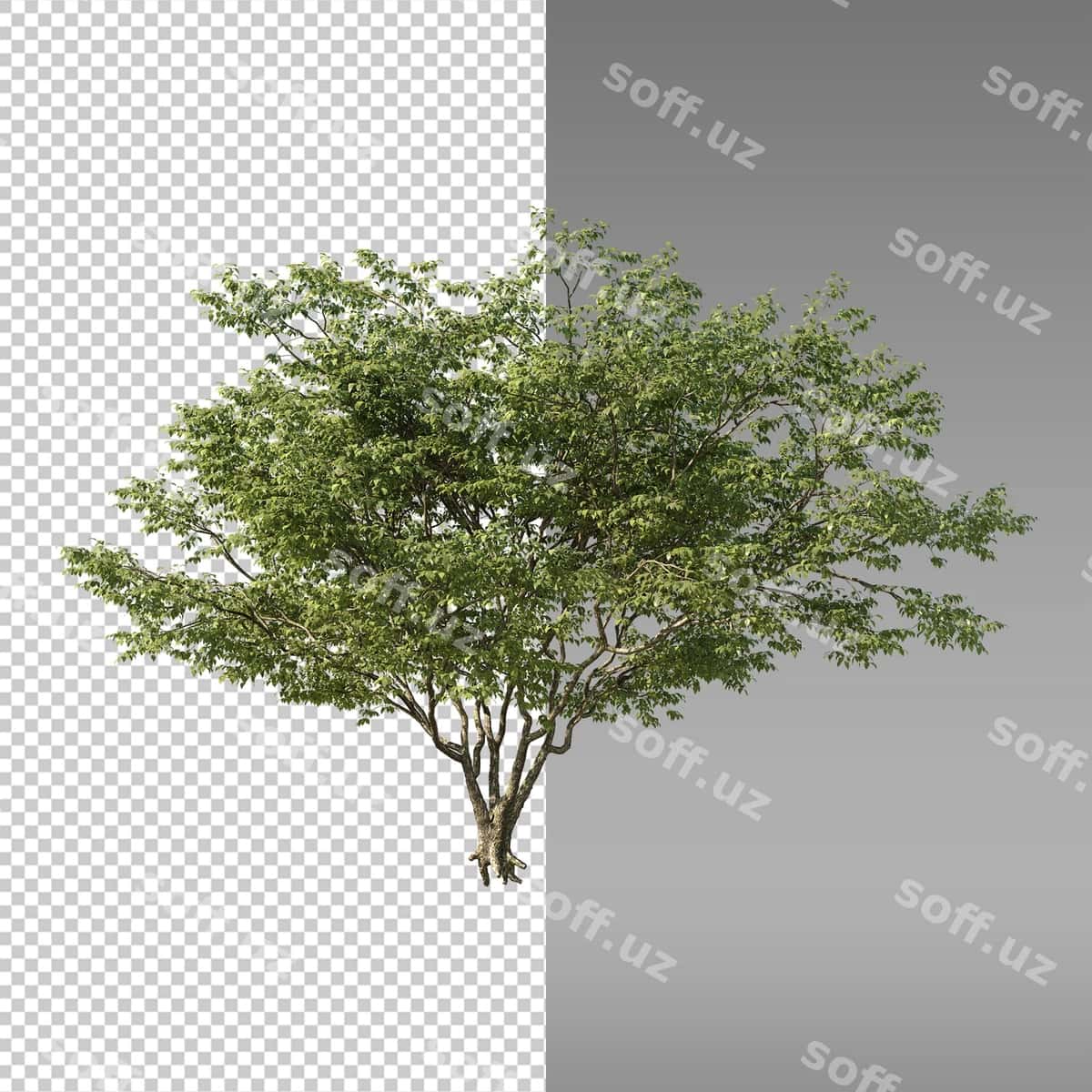 Daraxt oq orqa fonda rasm | Tree with white background picture tree 1