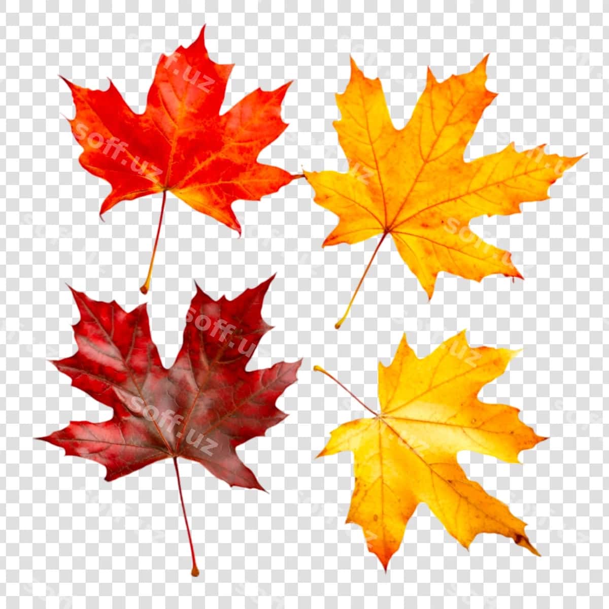 Binofat kuz buxar yaproqlari ajraltirilgan | Vibrant autumn maple leaves isolated 1