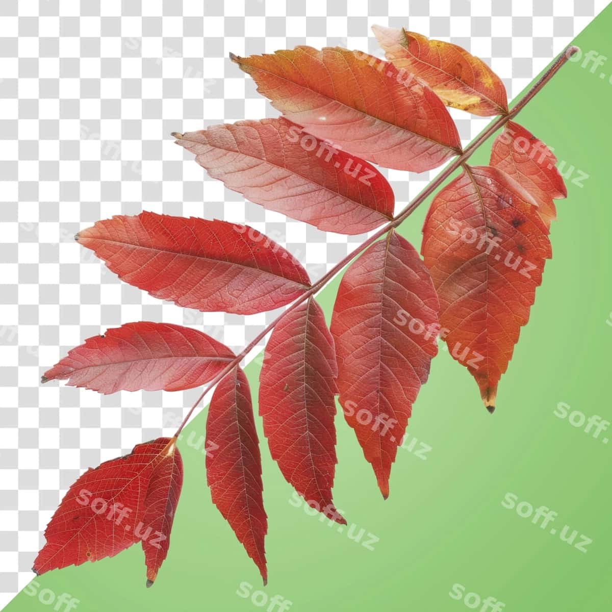 Binofat chil qizil varaqli darma | Vibrant autumn red leaf branch 1