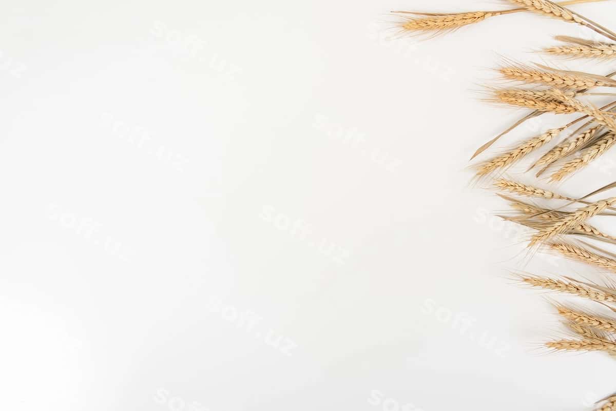 Buğum oq stol orqa fonda yuqori ko'rinish | Wheat white table background top view 1