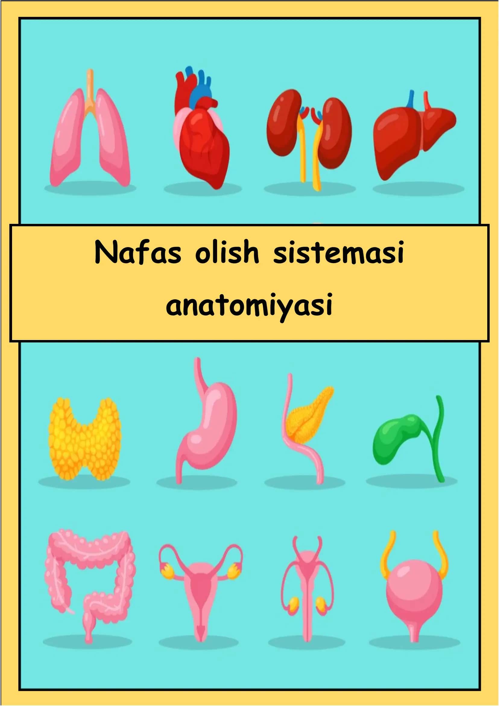 Nafas olish sistemasi anatomiyasi