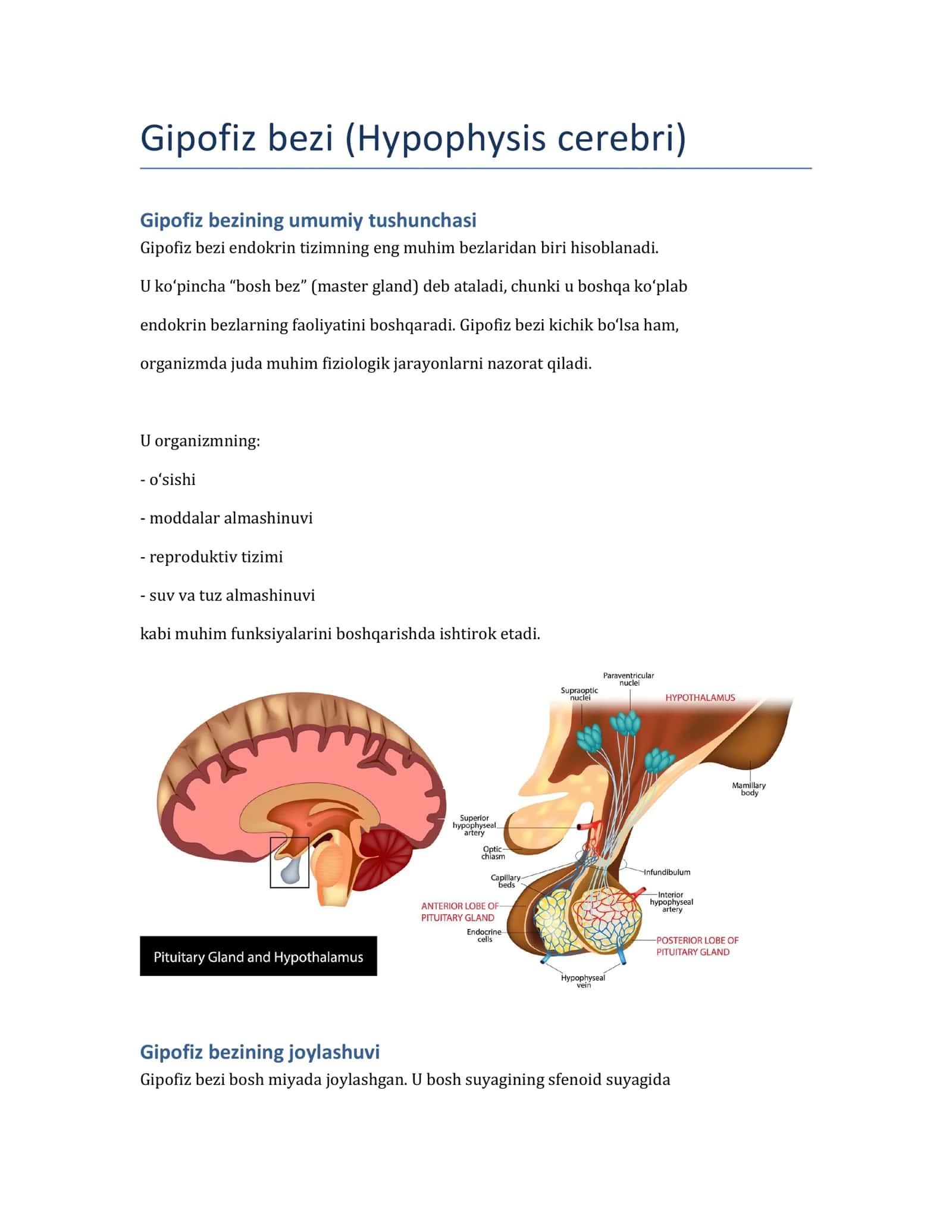 Gipofiz bezi (Hypophysis cerebri)