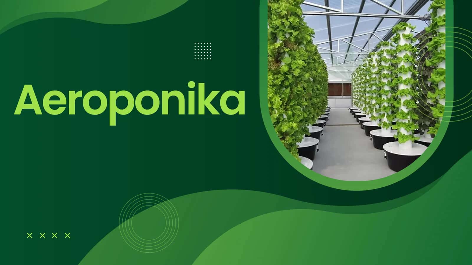 Aeroponika prezentatsiya