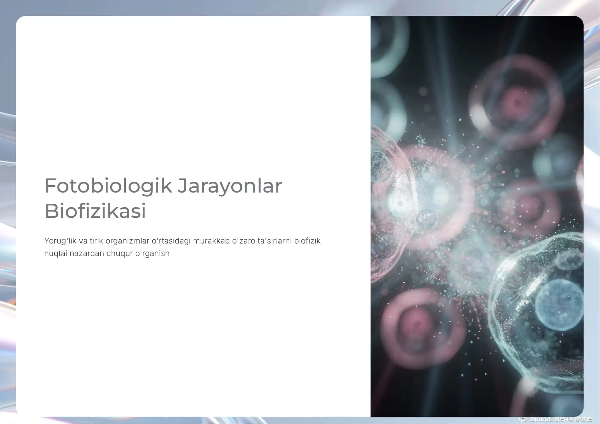 Fotobiologik Jarayonlar