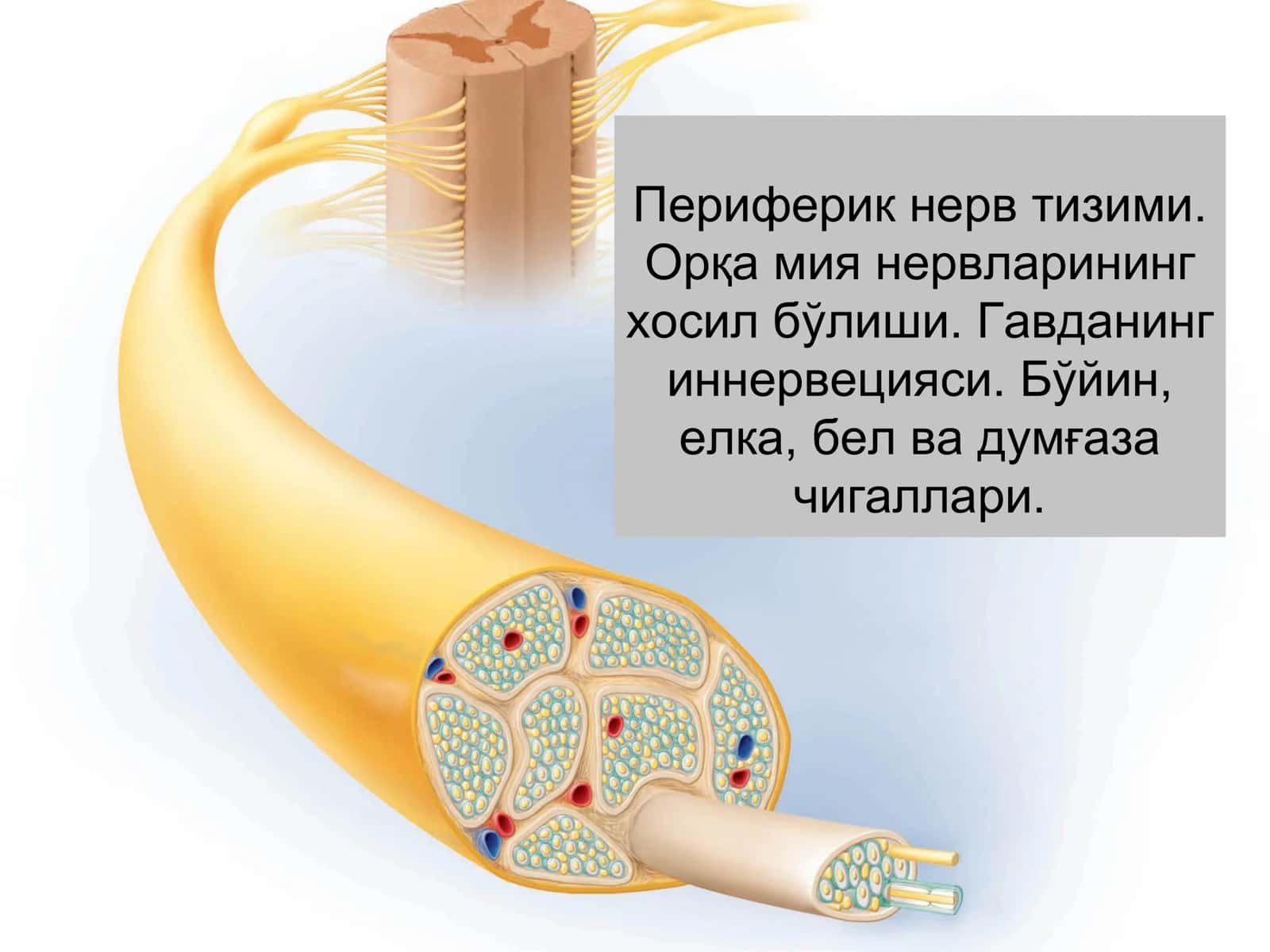 Periferik nerv tizimi