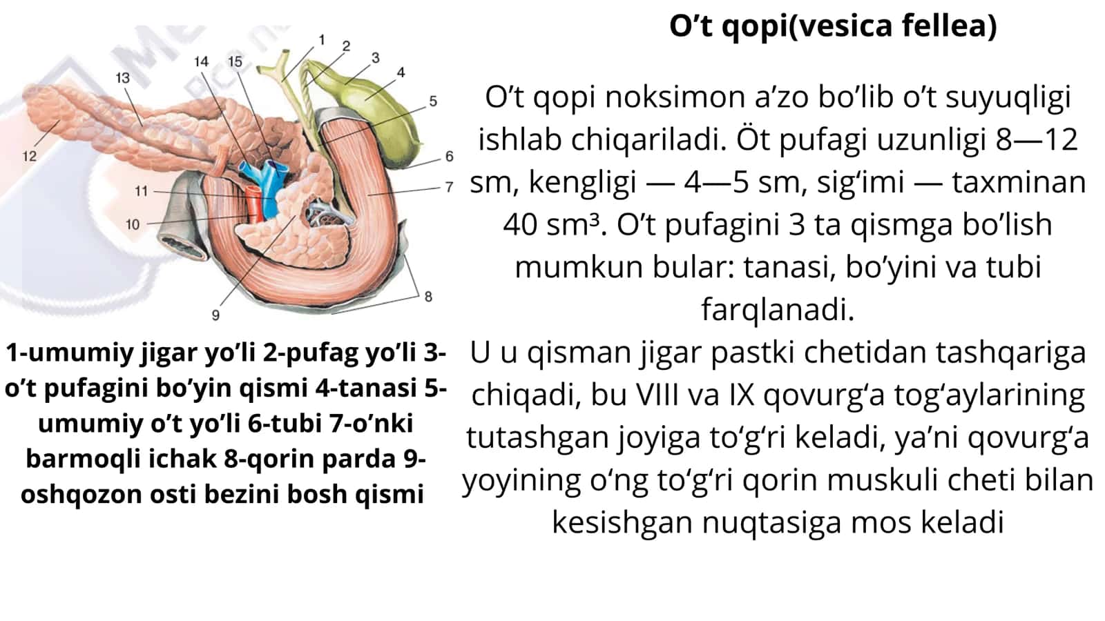 O't qopi anatomiyasi