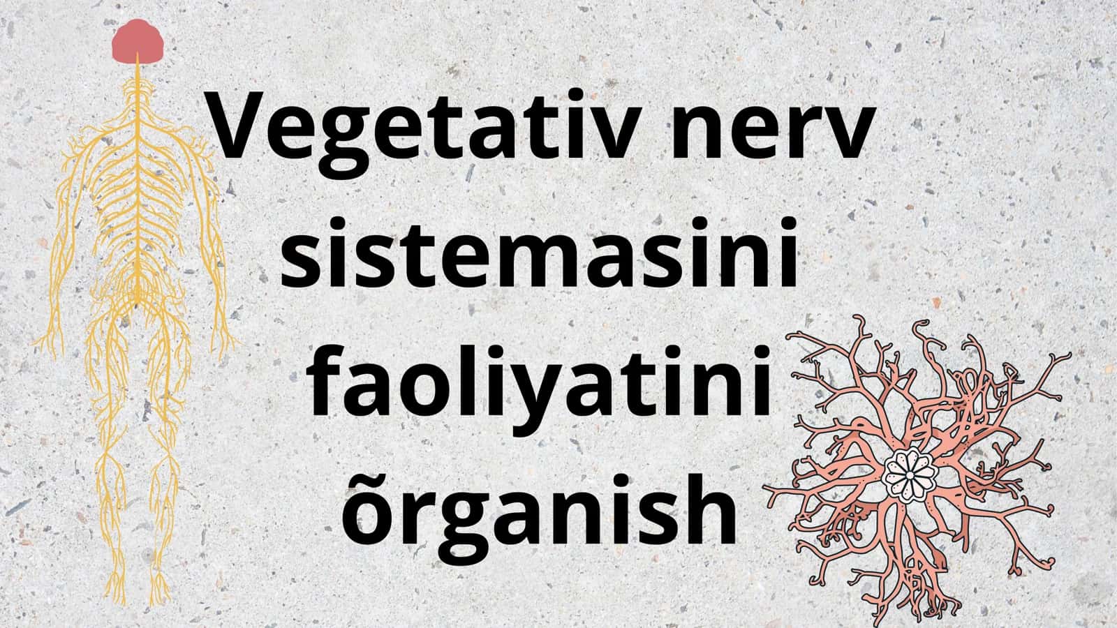 Vegetativ nerv sistemasi.