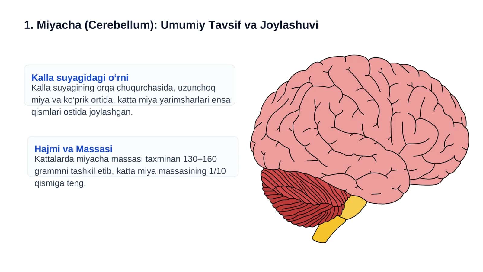 Miyacha (Cerebellum): Umumiy Tavsif va Joylashuvi