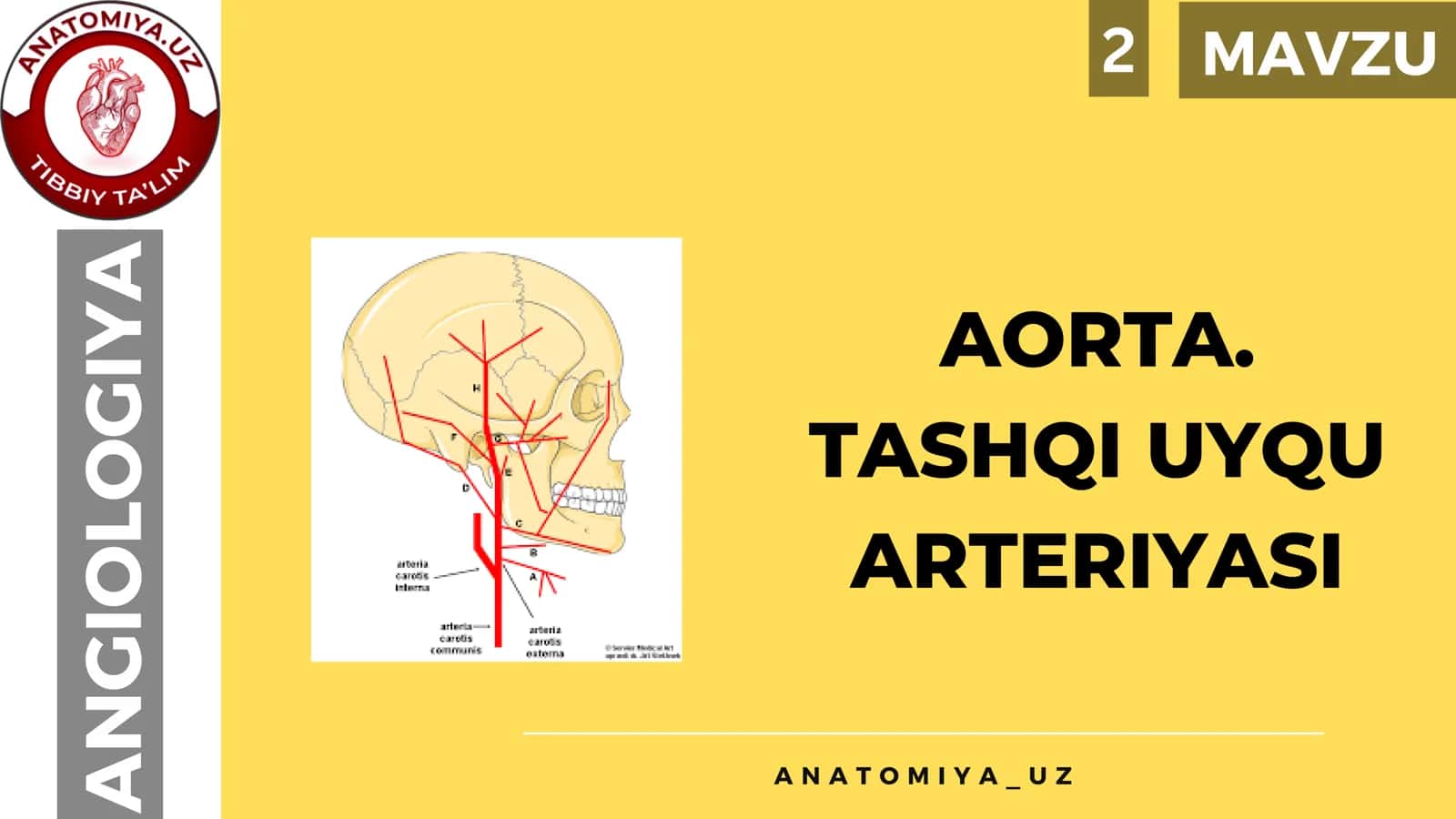 AORTA. TASHQI UYQU ARTERIYASI