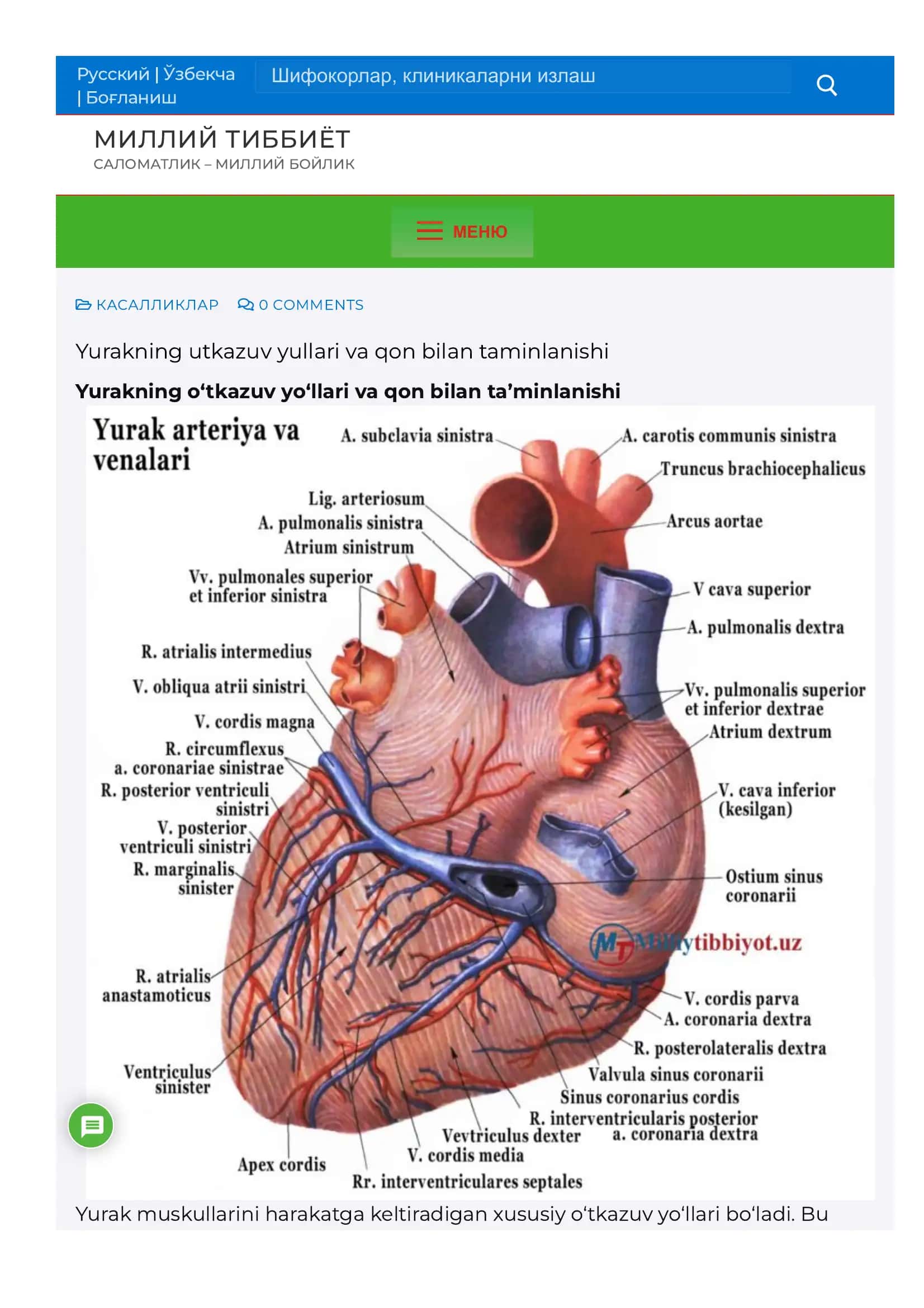 Yurakning utkazuv yullari va qon bilan taminlanishi