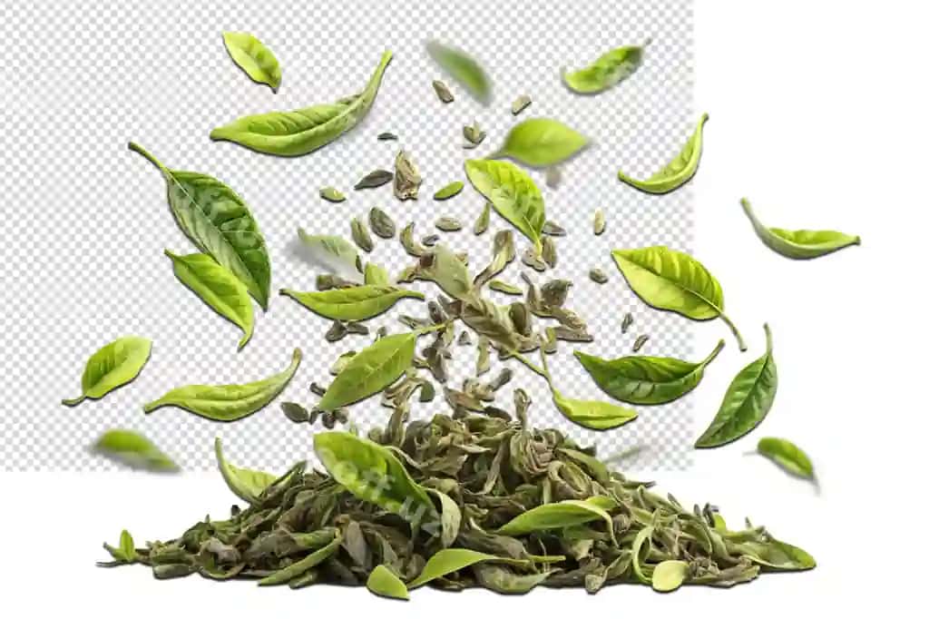 Tasavvur qil yashil barglar urug‘lar yerdan tushyapti | Picture green leaves seeds falling out ground