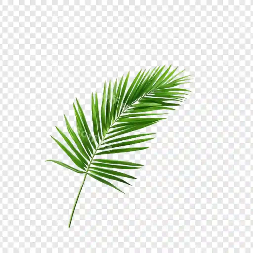 Parlak yashil palm yaproq tropik yaproq ajraltirilgan tabiat botanika ekzotik | Vibrant green palm frond tropical leaf isolated nature botany exotic