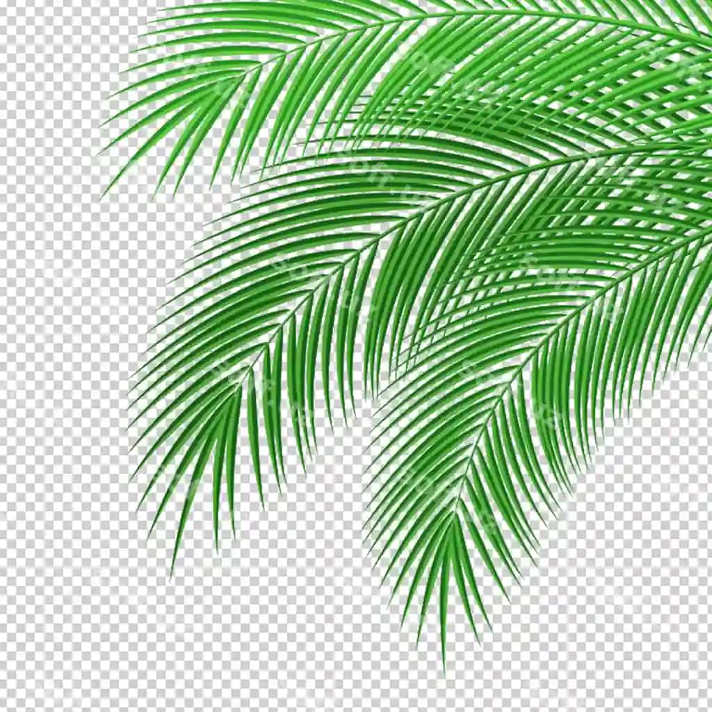 Yashil palm varaq goshti shaffof orqa fonda 3d rendering | Green palm leaves foliage transparent background 3d rendering