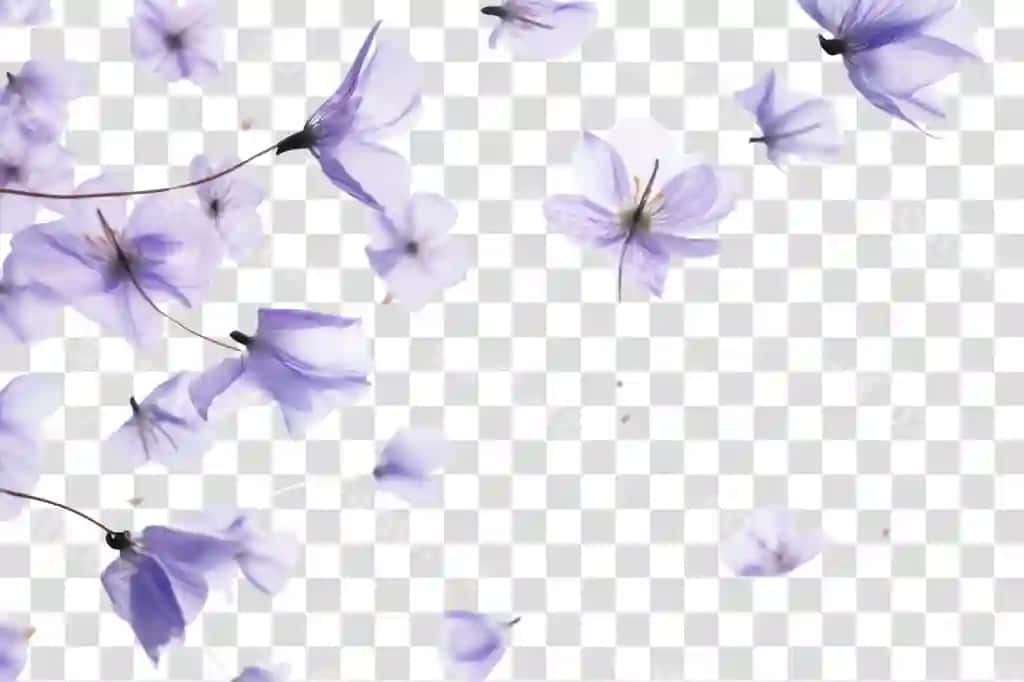 Png yovvoyi gullar petalar orqa fonda tashqarida gullash | Png wild flowers petals backgrounds outdoors blossom