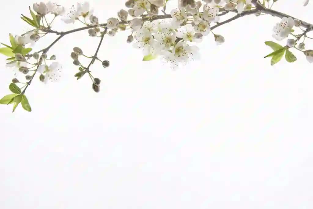 Badem gül yuqori orqa fonda oq, matn joyi bilan | Almond flower top back ground white with copy space text