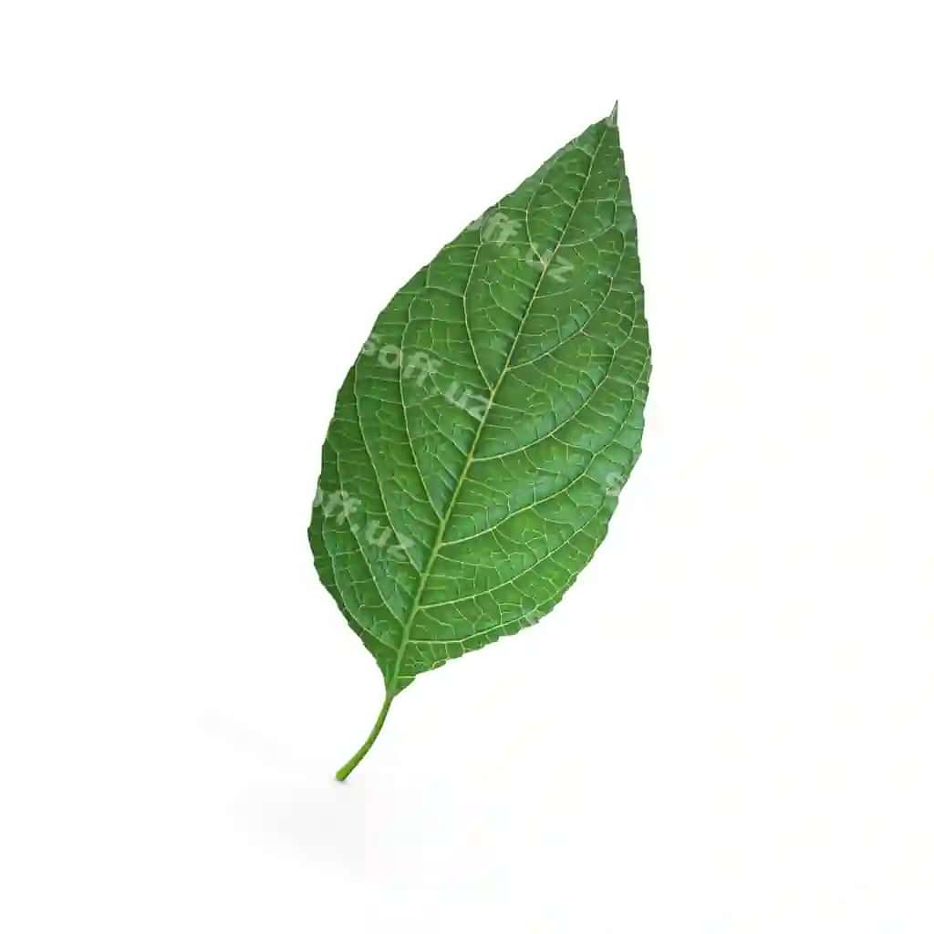O'simlik varaqi | Plant leaf