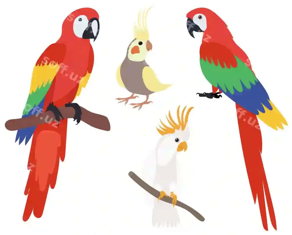 Tulki komplekti tekis dizayn ajraltirilgan oq fonda vektor | Parrot set flat design isolated white background vector