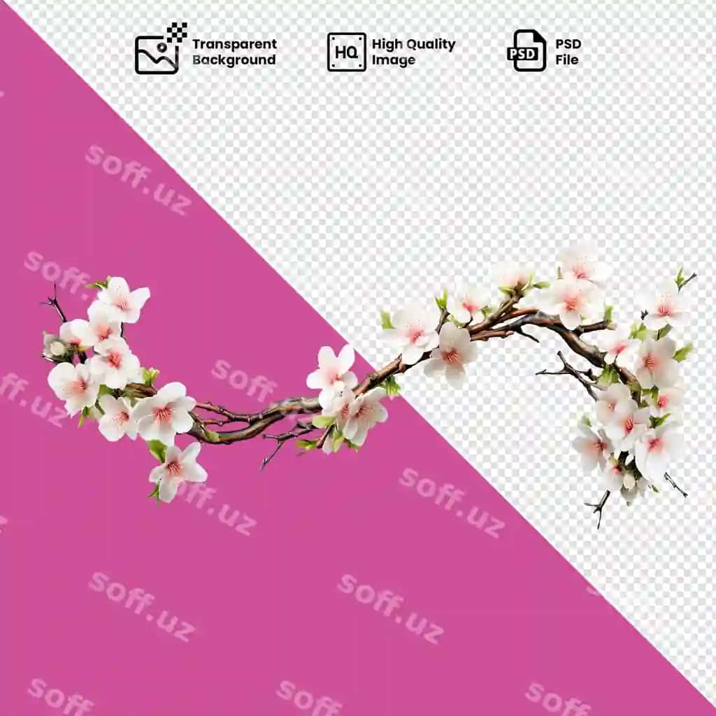 Gullar bilan dara shaffof orqa fonda | Branch with flowers transparent background