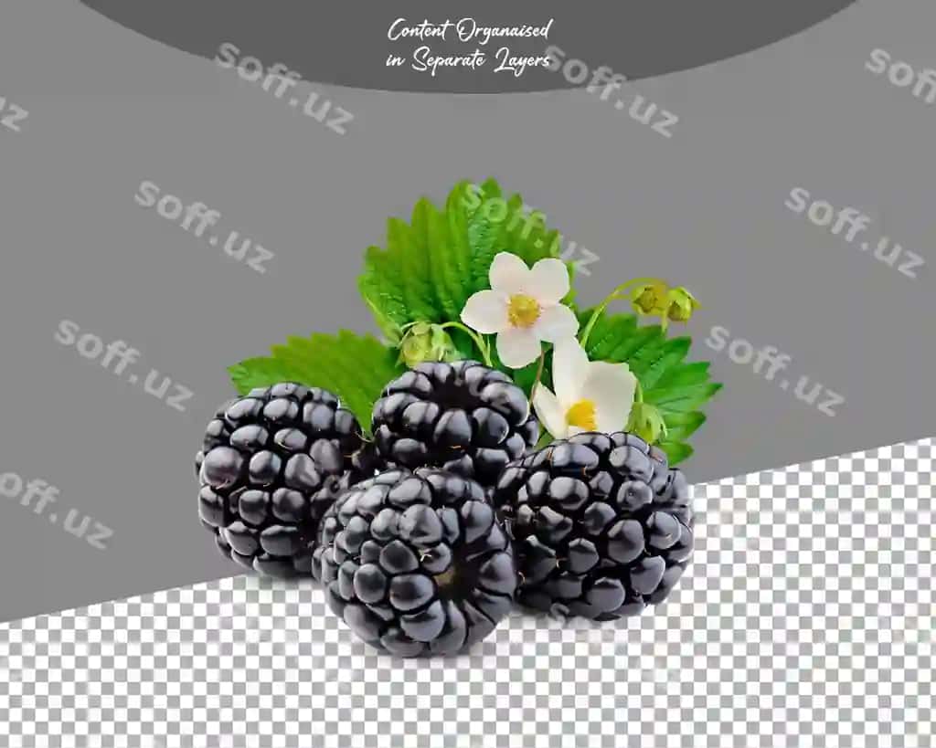 Bely meva yapraq bilan ajraltirilgan shaffof fonda | Blackberry fruits with leaf isolated transparent background