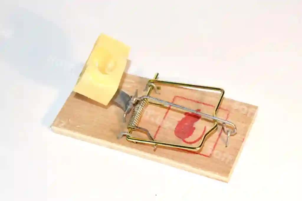 Sichqon tutqichi pishloq bilan xavfli tutqichi | Mousetrap with cheese dangerous trap