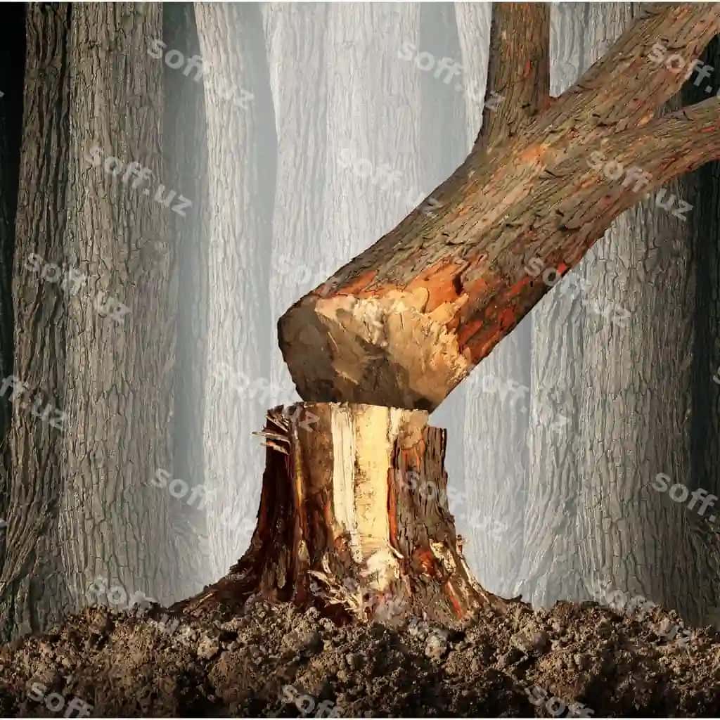 Daraxt yiqilganda o'rmonlarni kesish tushunchasi kesilayotgan o'rmon sifatida rivojlanish | Deforestation concept when tree falls forest that is being cut down development as