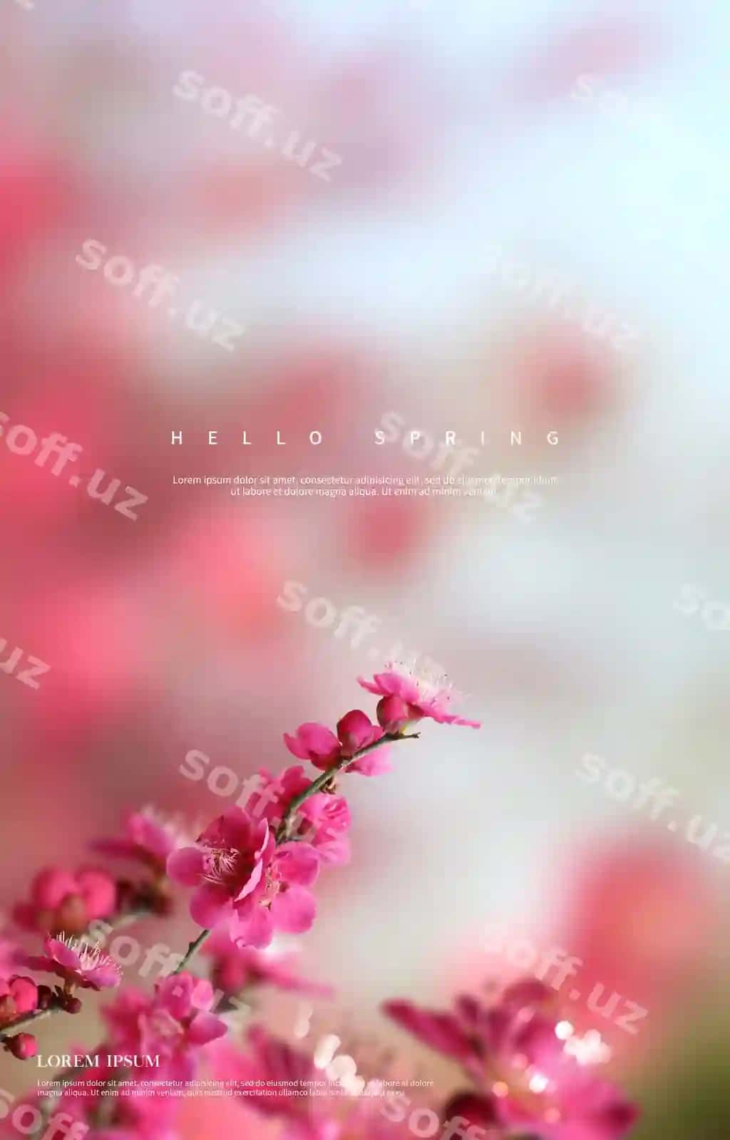 Go'zal bahor gullari foni | Beautiful spring flowers background