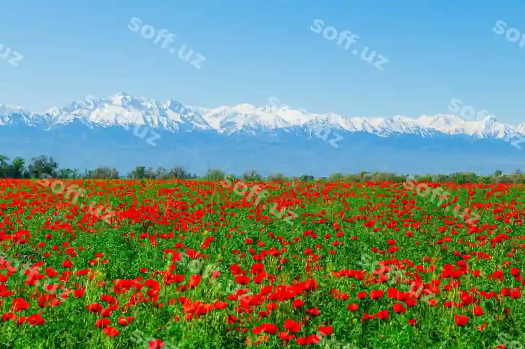 Qizil papir gullari maydoni, anqarli quyoshli kun, orqa fonda qorli tog'lar turgan. | Field red poppy flowers clear sunny day background are snowcapped mountains
