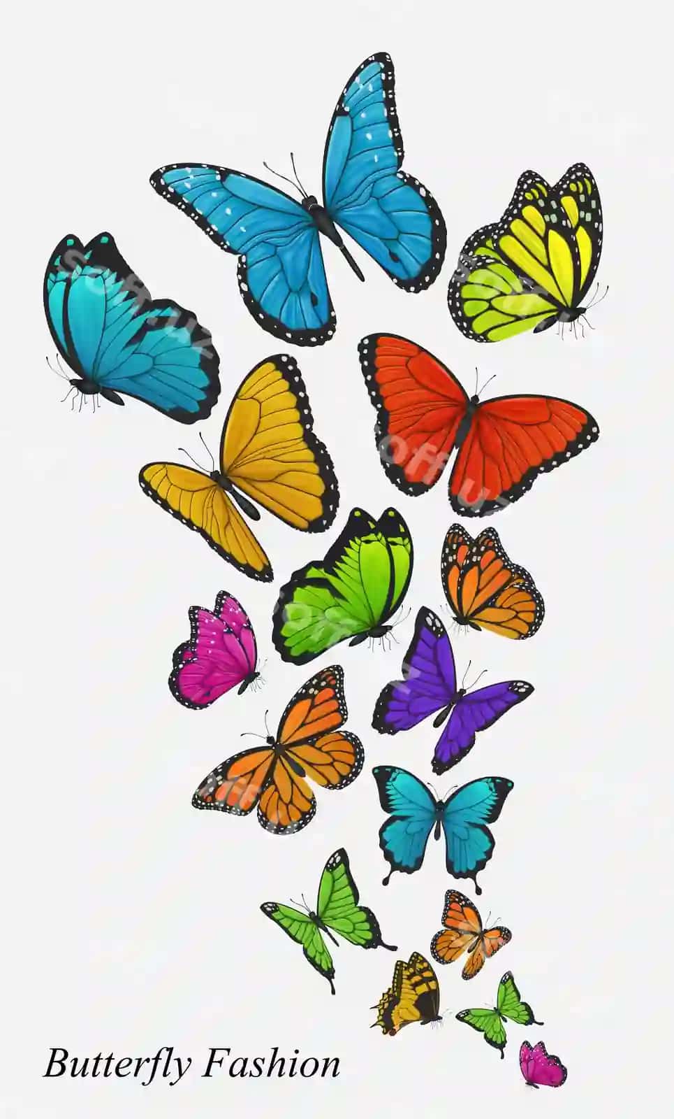 Rangli kotibochkalar ajraltirilgan kulrang | Colorful butterflies isolated grey