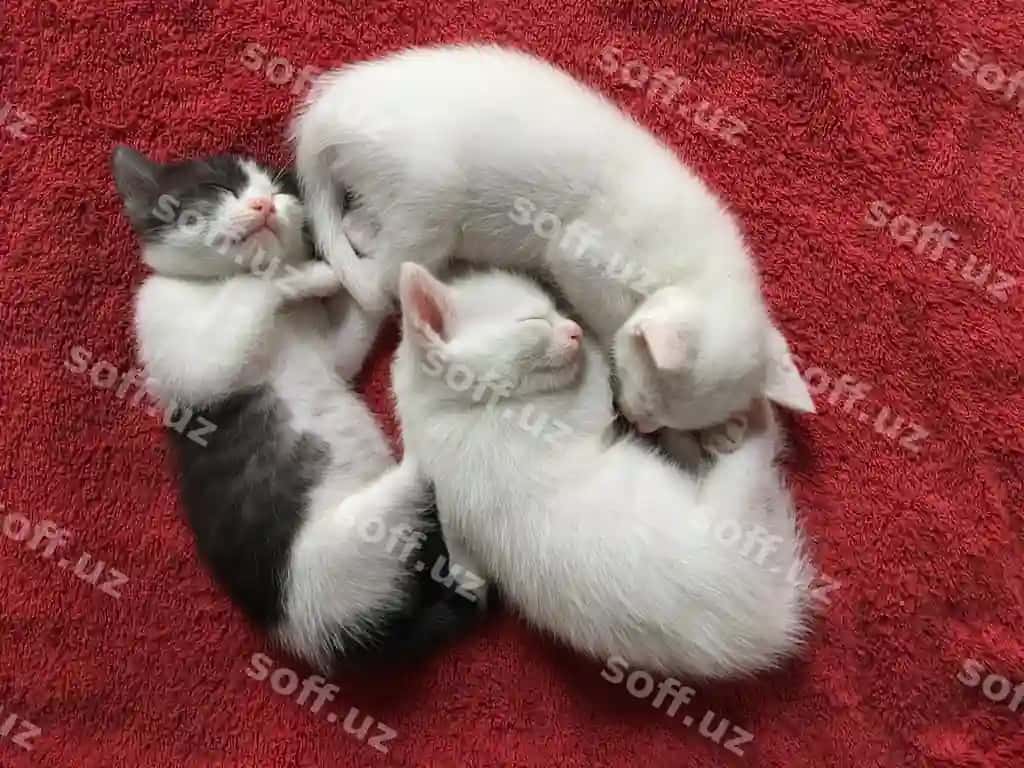 Uyda gʻalamada uyquda turgan mushuklarning yuqori burchakdan ko'rinishi. | High angle view cats sleeping rug home