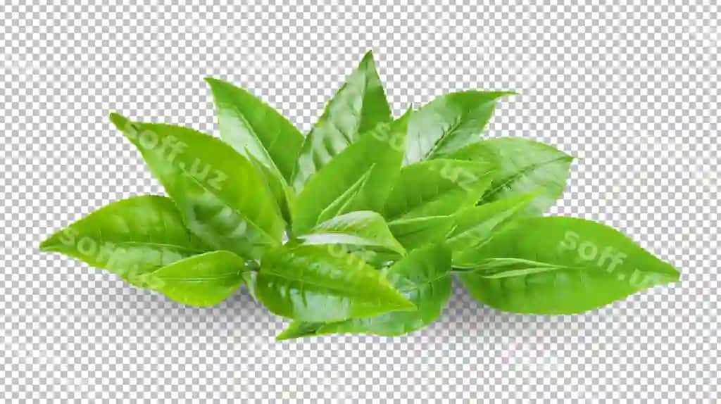 Choy yaproqlari ajralangan alfa qat orqa fonda | Tea leaves isolated alpha layer background