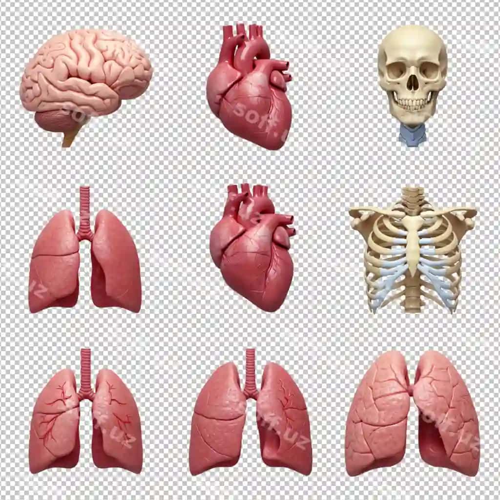 Inson organlari uch o'lchovli modellar | Human organs 3d models