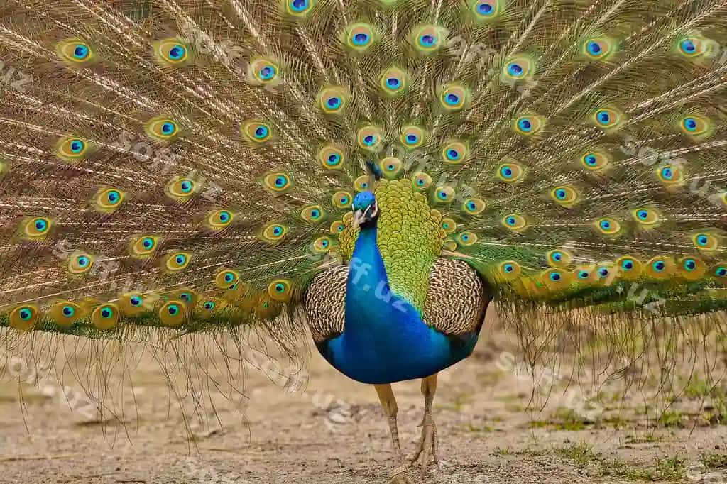 Bogʻ bonita maydoni | Fanned out peacock field