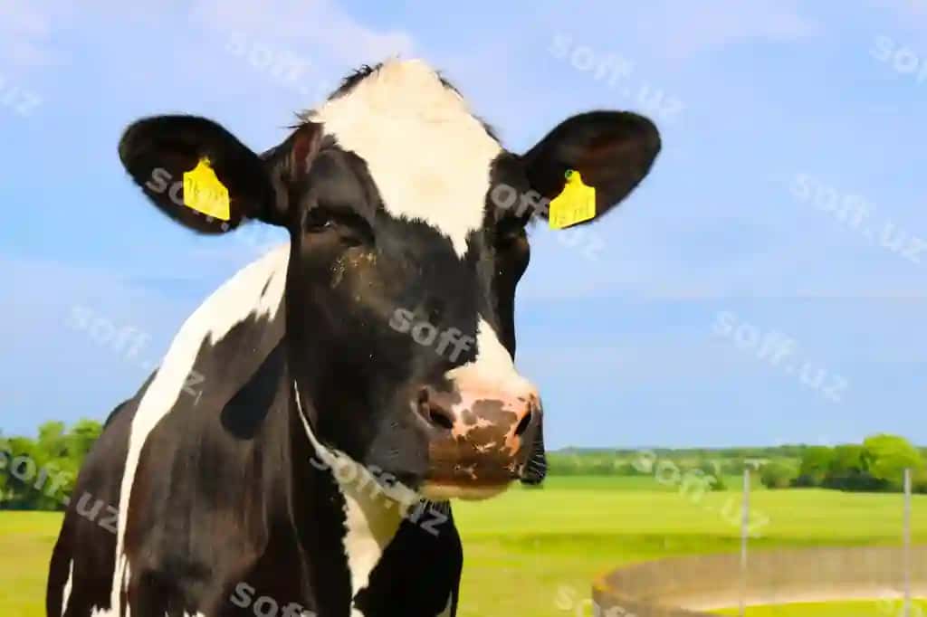 Yaqinlikdagi sigir portreti osmon fonida. | Close up portrait cow against sky