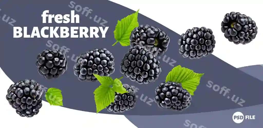 O'lg'a buzmachi banner | Ripe blackberry banner
