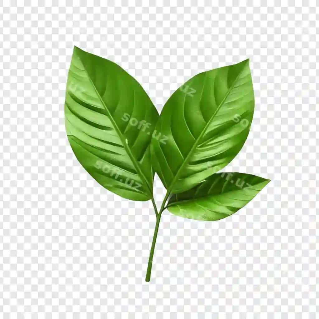 Yagona yam-yashil barg 3D ajratilgan botanika tabiat o'simlikini ko'rsatadi | Single lush green leaf 3d render isolated botanical nature plant