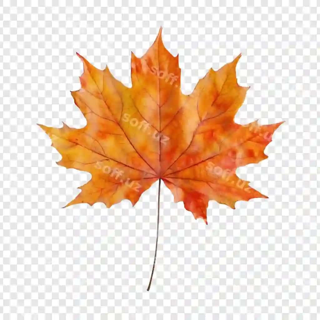 Bahor ariq varagi | Autumn maple leaf