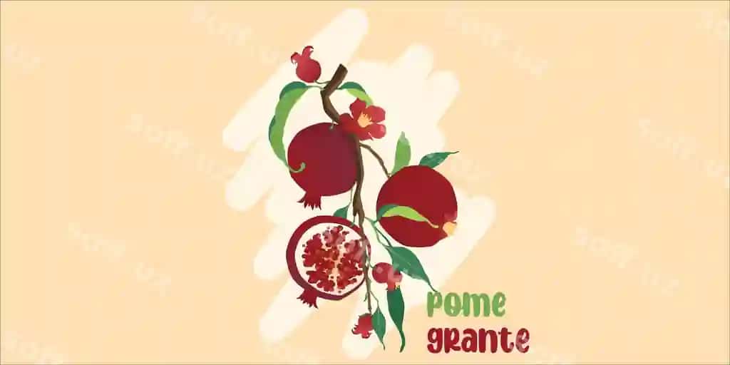 Vektor illustratsiyasi anor daraq mevalar va gullar bilan ajraltirilgan | Vector illustration pomegranate branch with fruits flowers isolated