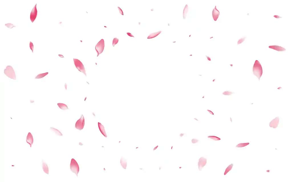 Pushti lotos gulbaxti vektor oq fon oq gul shirin gulbaxti | Pink lotus petal vector white background white blossom peach petal