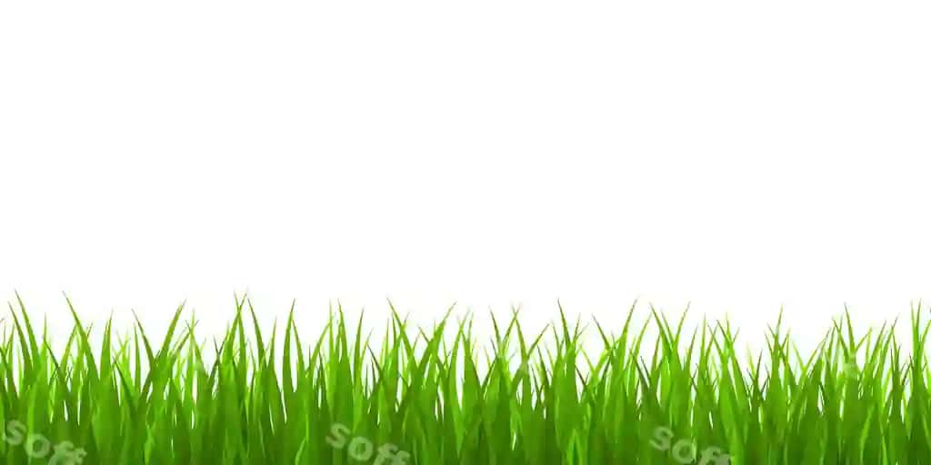 Yangi yashil chaman chegara | Fresh green grass border