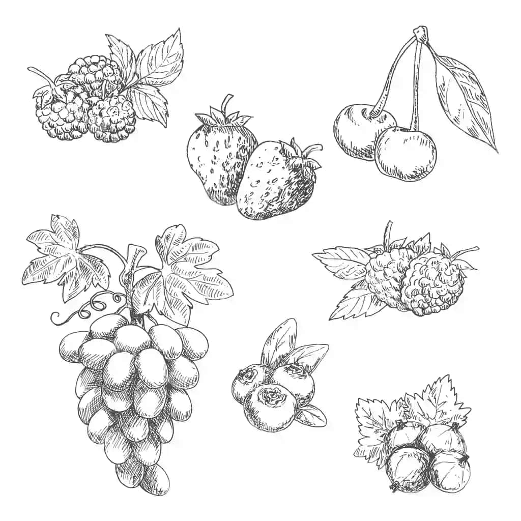 Mazali yangi bog' mevalari yaproq'lar bilan chizilgan | Flavorful fresh garden fruits with leaves sketches