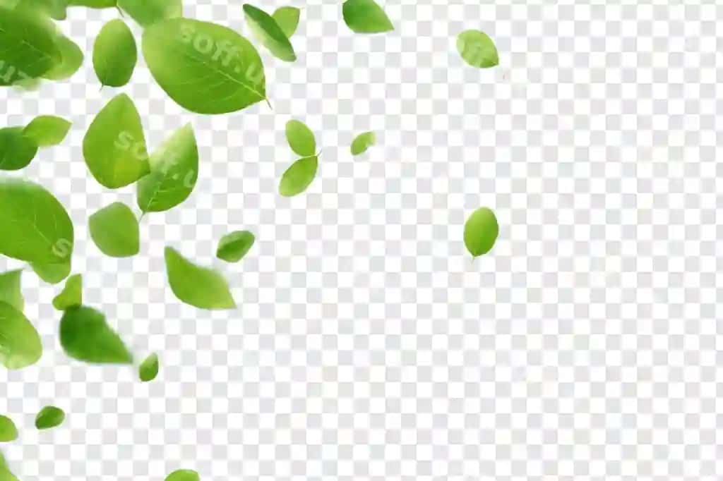 Yashil varaq tushmoqda chuqurlik maydoni oq shaffoflik orqa fonda psd | Green leafs falling depth field white transparency background psd
