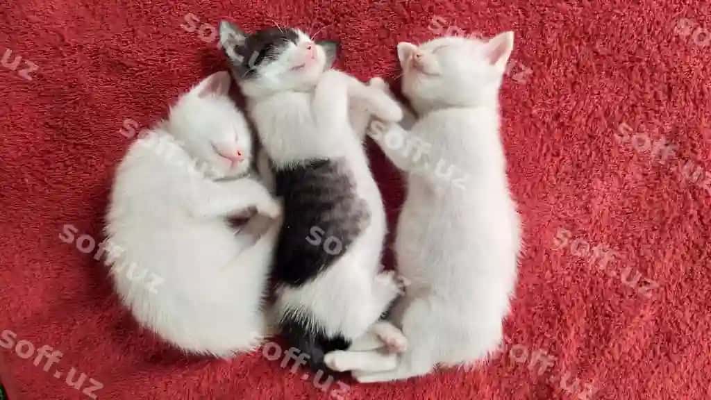 Yuqori burchak ko'rinishi mushuklar g'ilami | High angle view cats carpet