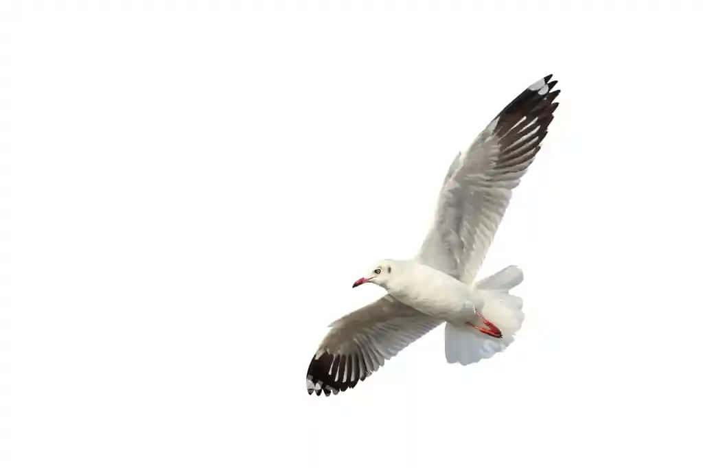 Go'zal qoraqay uchuvchi ajralangan oq fonda | Beautiful seagull flying isolated white background