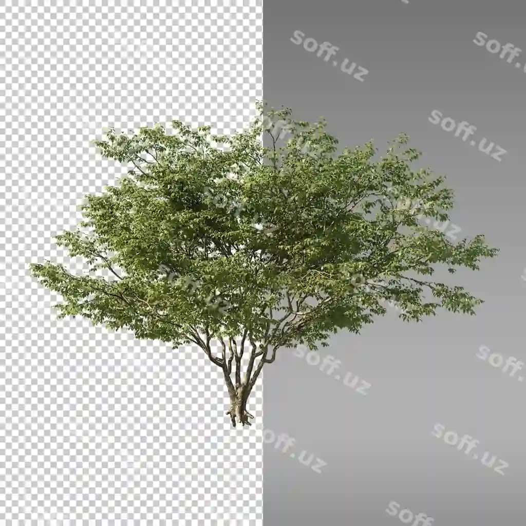 Daraxt oq orqa fonda rasm | Tree with white background picture tree